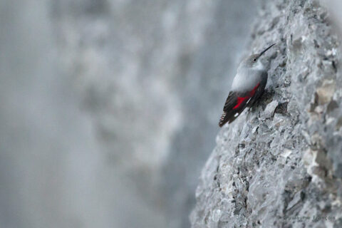 tichodrome-echelette-sentinelle-guillaume-francois-photographe-nature-animalier © Guillaume François