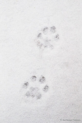 traces-de-lynx-boreal-sauvage-neige-hiver-guillaume-francois-photographe-nature-animalier © Guillaume François