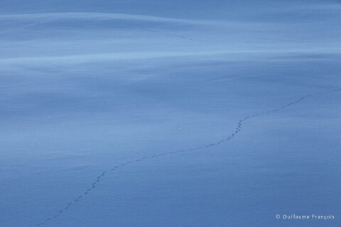 traces-renard-neige-hiver-guillaume-francois-photographe-nature-animalier © Guillaume François