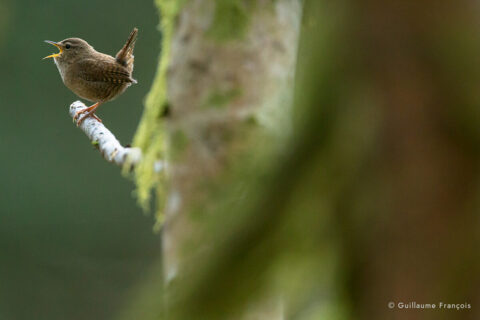 troglodyte-mignon-guillaume-francois-photographe-nature-animalier © Guillaume François