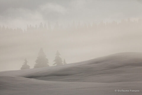 valle-sapin-neige-hiver-guillaume-francois-photographe-nature-animalier © Guillaume François