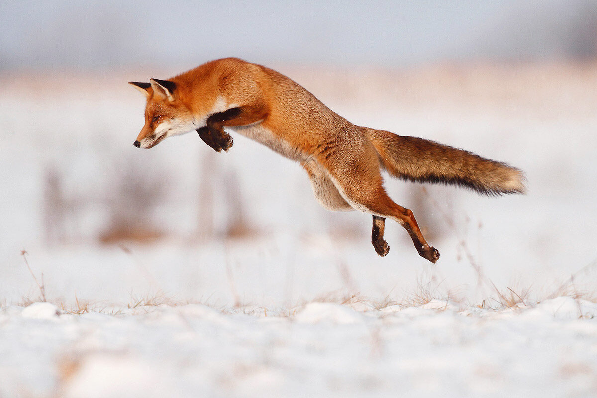 renard-roux-saut-mulotage-neige-hiver-guillaume-francois-photographe-nature-animalier © Guillaume François