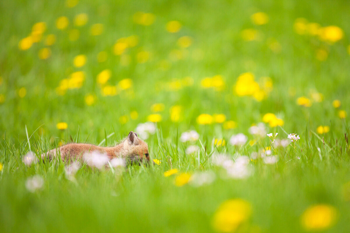 renardeau-dans-les-fleurs-guillaume-francois-nature-photographe-animalier-sauvage © Guillaume François